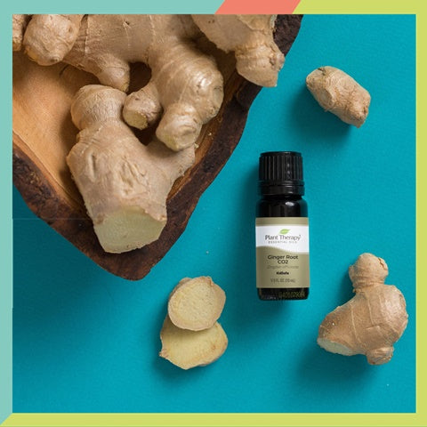 Plant Therapy Ginger Root CO2 Essential Oil