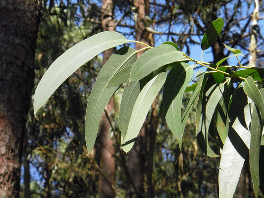 Breathe Easy with Eucalyptus Essential Oil for Respiratory Health