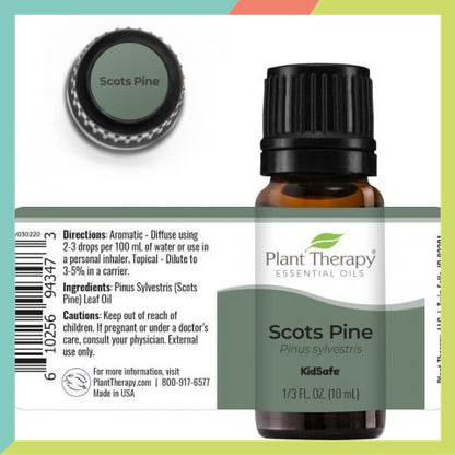 Plant Therapy Pine Scots Essential Oil